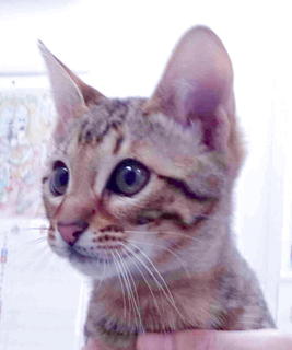 yamamotogacya.jpg